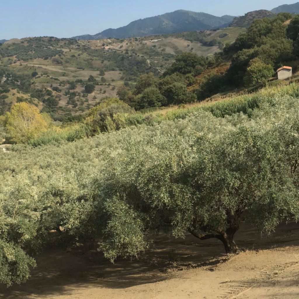 Olio Reale Community